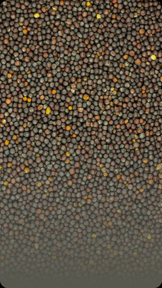 菜種